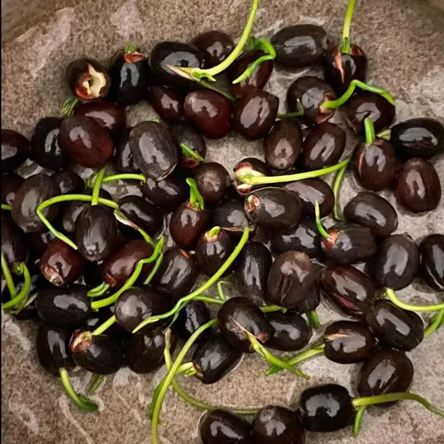 Vista 6 de 12+ Piezas Semillas de Loto para Cuenco de Bonsái, Semillas de Planta de Flor de Lirio Acuático con Floración, Semillas de Jardín Frescas Acuáticas