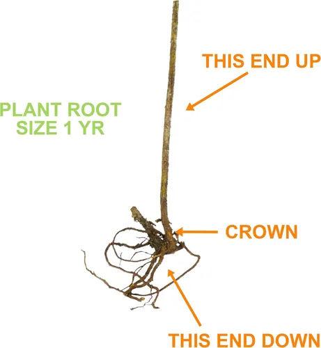 Vista 4 de Garden State Bulb - Árbol de bayas de Goji común con raíces desnudas, sin OMG (bolsa de 2)