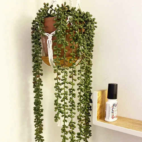 Vista 6 de 6 piezas artificiales de cadena de perlas falsas, plantas suculentas colgantes falsas (6, verde)