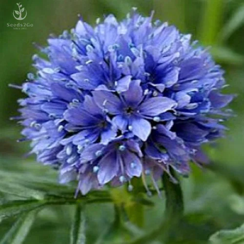 Vista 2 de Globe Gilia Seeds, Gilia capitata, paquete de 5000 semillas por Seeds2Go