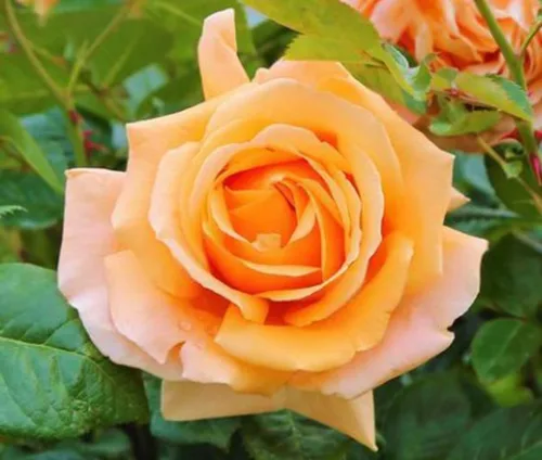 Vista 3 de 100 piezas de semillas de rosas mixtas exuberantes flores perennes arbusto rosa semillas de flores reliquia