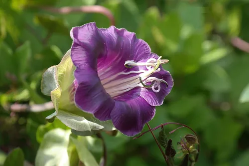Vista 2 de Semillas Cathedral Bells - Taza y platillo Vine Cobaea - Flores perennes para plantar - Sin OMG