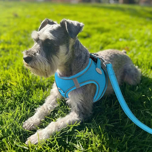 Vista 37 de Joytale Arnés para Perros Pequeños, Chaleco de Malla Transpirable Step-in, Arneses Acolchados Suaves Reflectantes para Gatos y Perros Cachorros