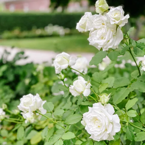 Vista 5 de Planta de rosa viva para plantar en interiores y exteriores, 5-10 pulgadas de alto, flores fragantes bien enraizadas, arbusto de rosas (rosa blanca)