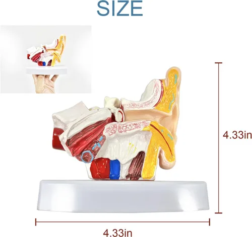 Vista 4 de Modelo de anatomía de oído humano de 1,5 veces con base - Modelo profesional de simulación de estructura de oído interno medio exterior de PVC
