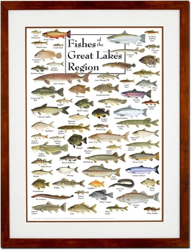 Vista 5 de Earth Sky + Water - Peces de la región de los Grandes Lagos - Pósters de doble estera con marco negro