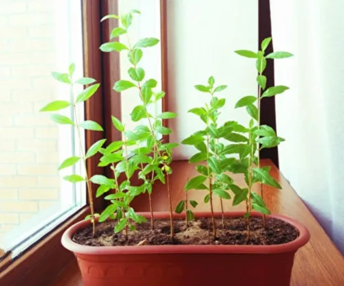 Vista 4 de 60 Semillas de Granada Semillas de Frutos Rojos Punica Granatum Bonsai Megranate