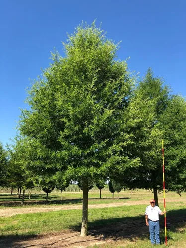 Vista 4 de Willow Oak Tree 3 plantas vivas Quercus Phellos Hermoso árbol único de rápido crecimiento y sombra resistente
