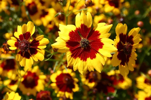 Vista 3 de Coreopsis Plains Tall Seed, 100 semillas de flores, amarillo brillante con centros rojos.