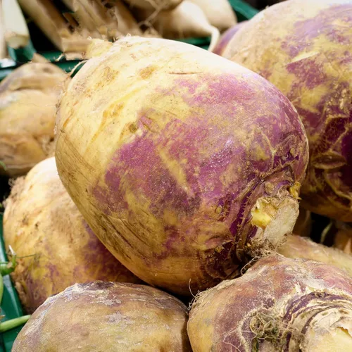 Vista 6 de Seed Needs Purple Top Rutabaga Seeds to Plant Heirloom & GMO 1 paquete