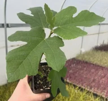 Vista 7 de Ficus carica - Higuera enana 'Little Ruby' - Higuera compacta y resistente - Fruta dulce ámbar malva - Centro rosa fresa - Ideal para contenedores