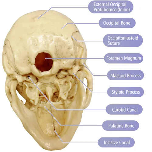 Vista 6 de EVOTECH SCIENTIFIC Mini modelo de calavera humana, 15 piezas didácticas modelo de calavera de anatomía explosionada del tamaño de la palma