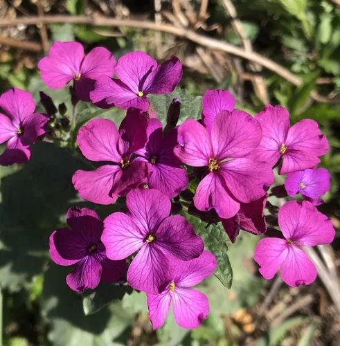 Vista 2 de Smoke Camp Crafts Semillas orgánicas de plantas de dinero (Lunaria Annua Violet) 25 semillas (0.02 oz) - Honesty, Moneywort, Moonwort, Silver Dollar