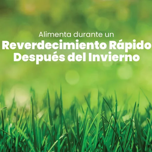 Vista 5 de Scotts Turf Builder fertilizante para césped - Con repelente para crabgrass HALTS Herbicida pre-emergente, fertilizante para césped, cubre 5,000