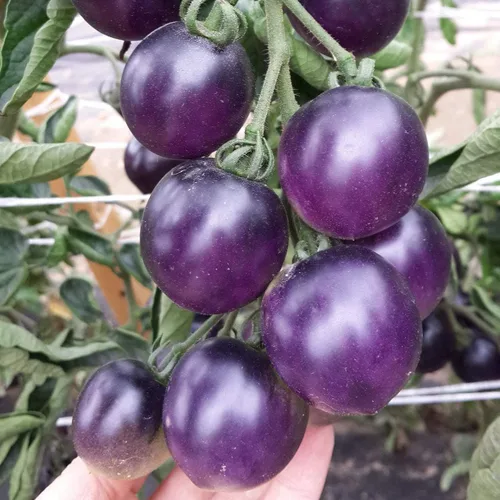 Vista 4 de Semillas de tomate cereza rosa índigo/tipo indeterminado/sin OGM/reliquia