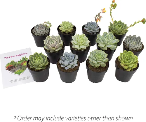 Vista 3 de Altman Plants, Echeveria Suculents - Plantas vivas (12 unidades), plantas suculentas vivas, plantas de interior vivas, plantas suculentas, plantas