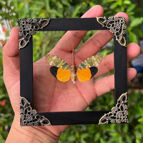 Vista 160 de 2 Real Dragonfly Specimens Shadow Box Framed Insect Display Oddities Curiosities Entomology Collection Natural History Wall Decor Gift for Nature