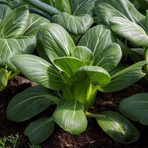 Vista 5 de Pak Choi (Bak Choi) (100 semillas)