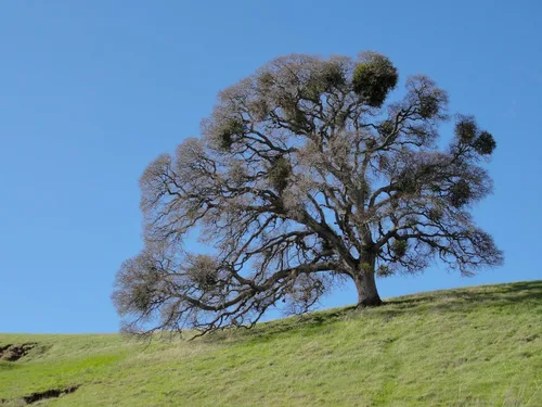 Vista 5 de Valley Oak Plántula de árbol vivo (mediano) The Jonsteen Company