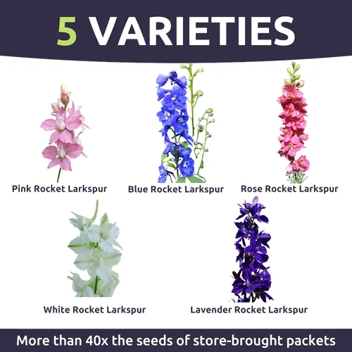 Vista 3 de Rocket Larkspur Imperial Mix - Bolsa a granel de 1/4 libra - 30,000 semillas de flores para plantar - Consolida ajacis