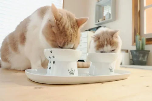 Vista 4 de Necoichi Bandeja de Comedor con Tazón Elevado para Gatos (Juego de Tazón con Bandeja de Comedor)