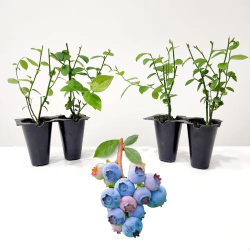 Vista 5 de Planta de Arándano Biloxi (Paquete de 4) Viva en venta Plantas fáciles de cultivar Planta de frutas comestibles para vida sostenible Cultiva