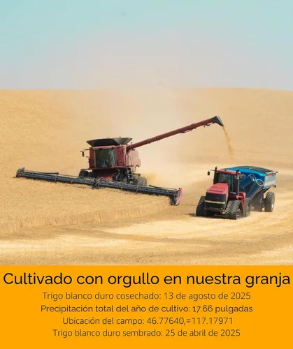 Vista 3 de Grano de trigo blanco duro verificado sin OMG 100% sin irradiar Kosher Parve Cosechado en EUA Con rastreo de campo