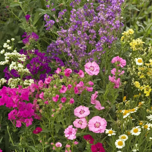 Vista 55 de Ferry Morse Mezcla para Todo Propósito Sol-Sombra a Granel Semillas de Flores Silvestres, 1 lb