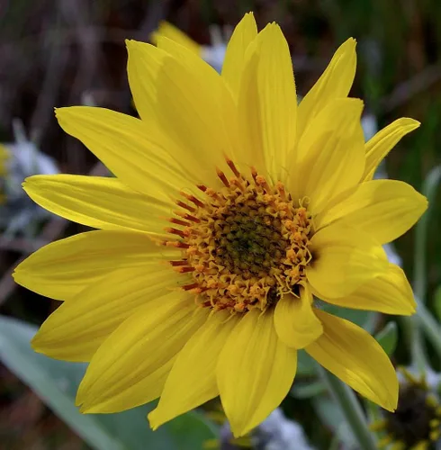 Vista 4 de Arrowleaf Balsamroot 125 Semillas Balsamorhiza sagittata