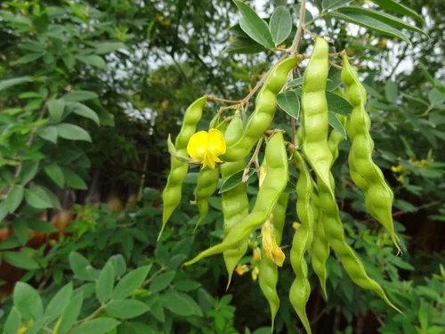 Vista 3 de Paloma PEA conocida como/Gandules/Gungo jamaicano/Congo Guisantes 100+semillas - reliquia