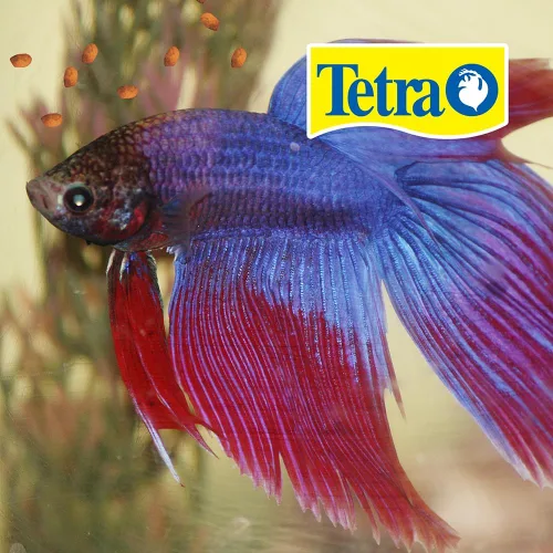 Vista 2 de Tetra Betta, gránulos pequeños 1.02 onzas, nutrición completa con refuerzo