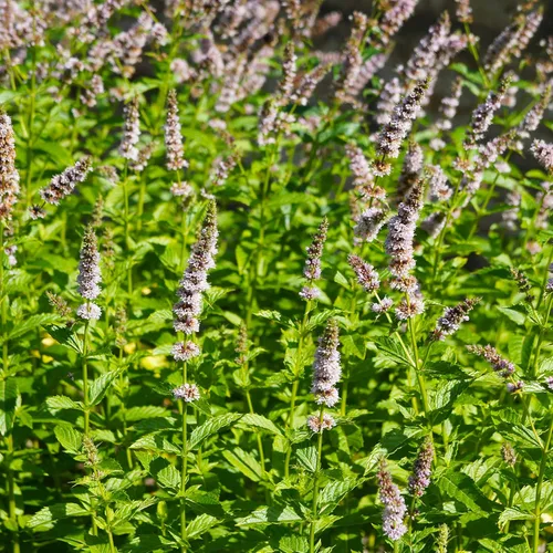 Vista 7 de Outsidepride Semillas de menta verde – 10,000 piezas de semillas de hierbas de menta perennes, aromáticas, fáciles de cultivar para plantar