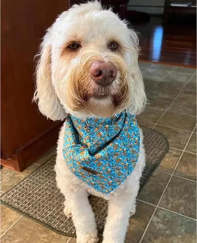 Vista 2 de Lionheart Glory Bandana para perro, bufanda azul para perro, estampado de cerveza, ajustable para perros pequeños a grandes