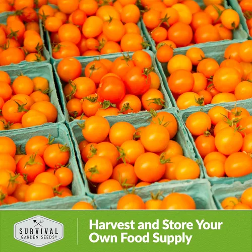 Vista 5 de Semilla de tomate cereza naranja para plantar, 1 paquete con instrucciones para plantar y cultivar tomates cherry naranja afrutados en el huerto