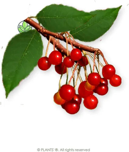 Vista 3 de Fire Cherry Tree Semillas Premium Prunus pensylvanica 'Fruit' Plants' (Premium Seeds, 5)