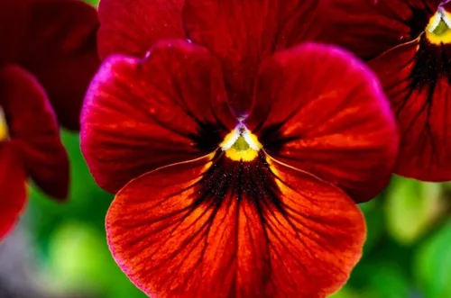 Vista 3 de Semillas de Viola Arkwright Ruby Viola Cornuta Pansies Red 40+ Semillas para plantar Planta de Floración Larga