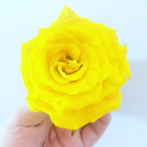 Vista 5 de Rosa Natural preservada (Amarillo)
