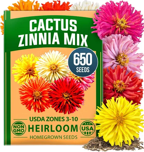 Vista 33 de HOME GROWN Bachelor Button Tall Mix 700+ Semillas de flores Centaurea