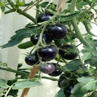 Vista 2 de Tomates negros. tomate kumato - 25 semillas - Rebanar tomate - reliquia española