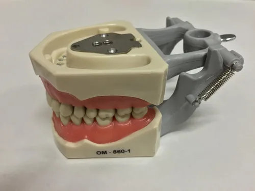 Vista 2 de Anatomía dental Typodont Modelo educativo 860 con dientes extraíbles (¡EN VENTA AHORA!)