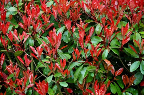 Vista 2 de Punta Roja Planta de 1 galón grande Photinia Fraseri Arbusto de hoja perenne, seto de privacidad de rápido crecimiento, color durante todo