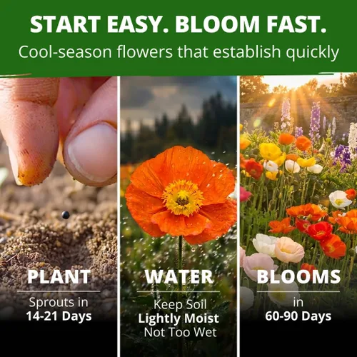 Vista 3 de HOME GROWN Islandia Poppy 3500 Semillas de flor Papaver nudicaule