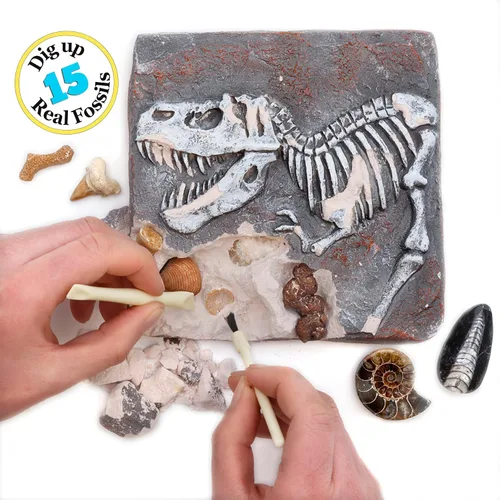 Vista 9 de DANCING BEAR Kit de excavación de fósiles, excavar 15 fósiles prehistóricos, incluyendo huesos de dinosaurio reales y dientes de tiburón, educación