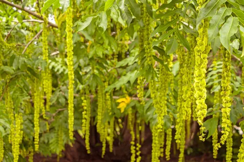 Vista 2 de Semillas de árbol de alas caucásicas para plantar (10 semillas) - Pterocarya fraxinifolia