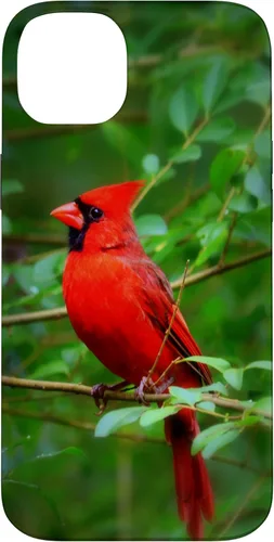 Vista 15 de Hermosa cardenal pájaro rojo escena de la naturaleza caso para iPhone 17