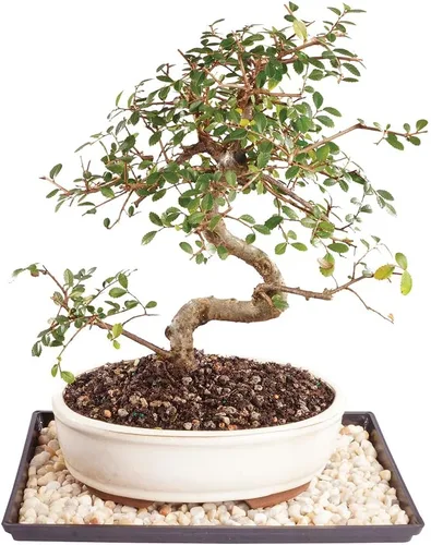 Vista 10 de Brussel's Bonsai Árbol bonsái de olmo chino vivo, al aire libre, paquete de 2 – pequeño, 5 años de edad, 6 a 8 pulgadas de alto – incluye macetas
