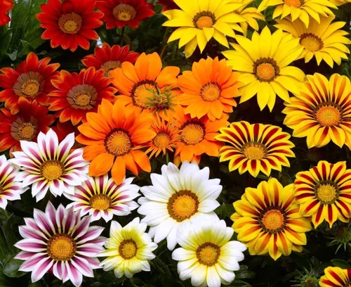 Vista 6 de Semillas Flores Treasure Flowers Mix (Gazania) Anual - 30 Semillas
