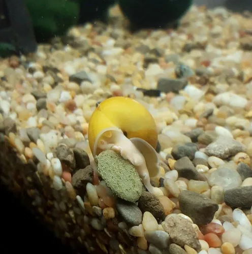 Vista 7 de Obleas pequeñas de hundimiento ultra color de 0.472 in a 1/2 pulgada para peces de fondo, camarones, caracoles, cangrejos, cangrejos de río, todos