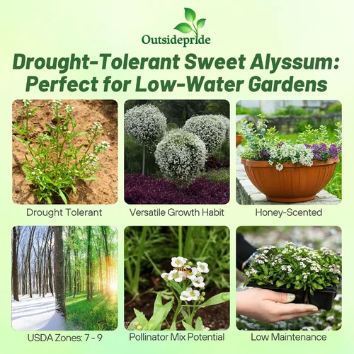 Vista 3 de Outsidepride Semillas de Alyssum dulces perennes – 1 libra de semillas blancas de lobularia marítima para cobertura del suelo, jardines aptos