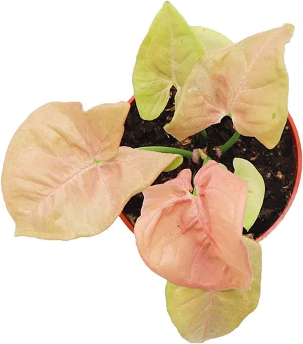 Vista 2 de Fresa Syngonium - 4'' de California Tropicals